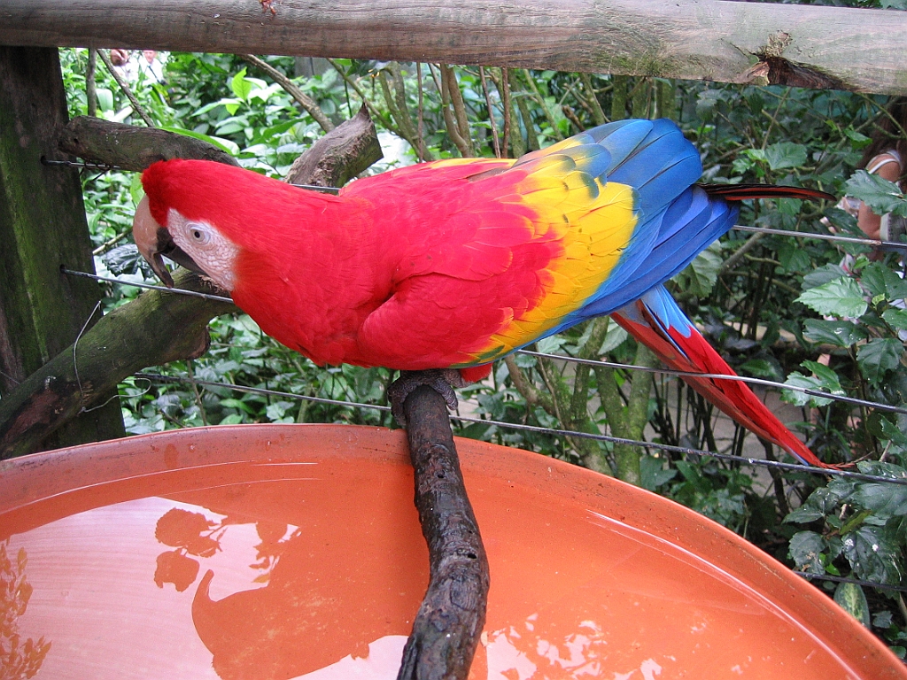 113 Birdworld Kurand.jpg